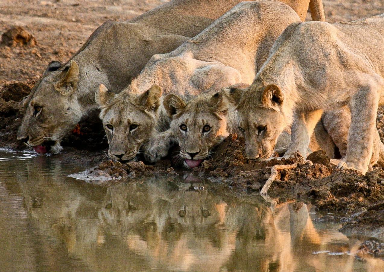 Pilanesberg Private Lodge Eksteriør bilde