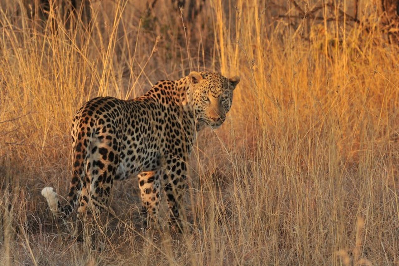 Pilanesberg Private Lodge Eksteriør bilde