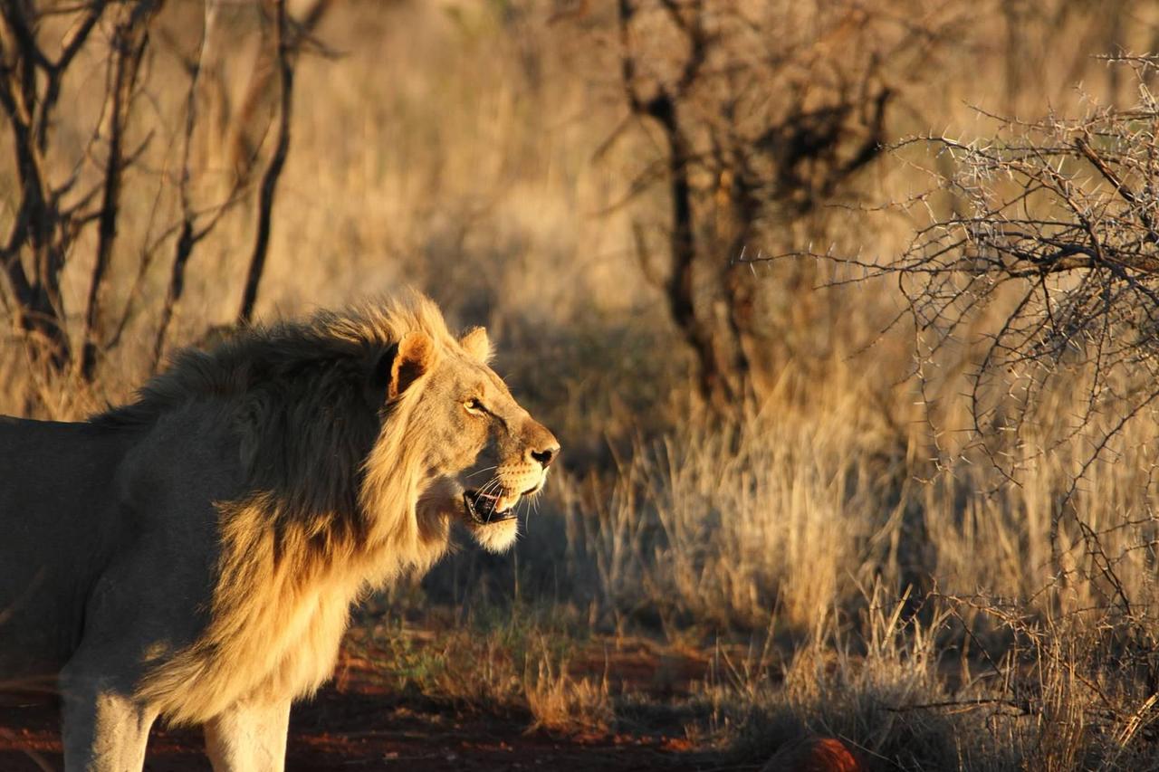 Pilanesberg Private Lodge Eksteriør bilde